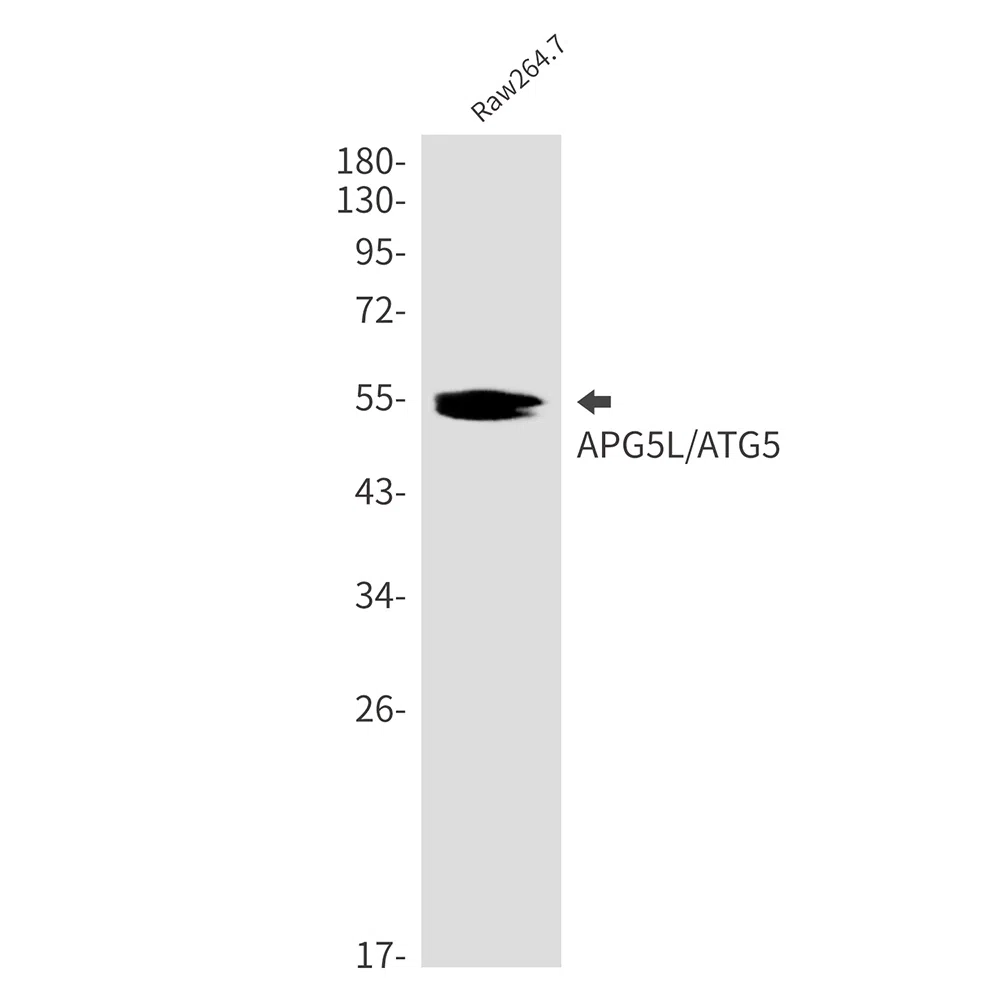 APG5L Rabbit Monoclonal Antibody - Size: 100µl