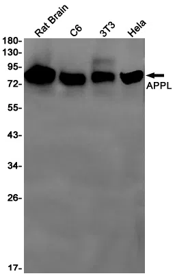 APPL Rabbit Monoclonal Antibody - Size: 50µl