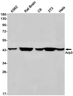 Actin Related Protein 3 Rabbit Monoclonal Antibody - Size: 50µl