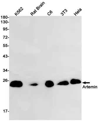 Artemin Rabbit Monoclonal Antibody - Size: 50µl