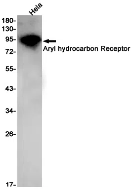 Aryl Hydrocarbon Receptor Rabbit Monoclonal Antibody - Size: 50µl