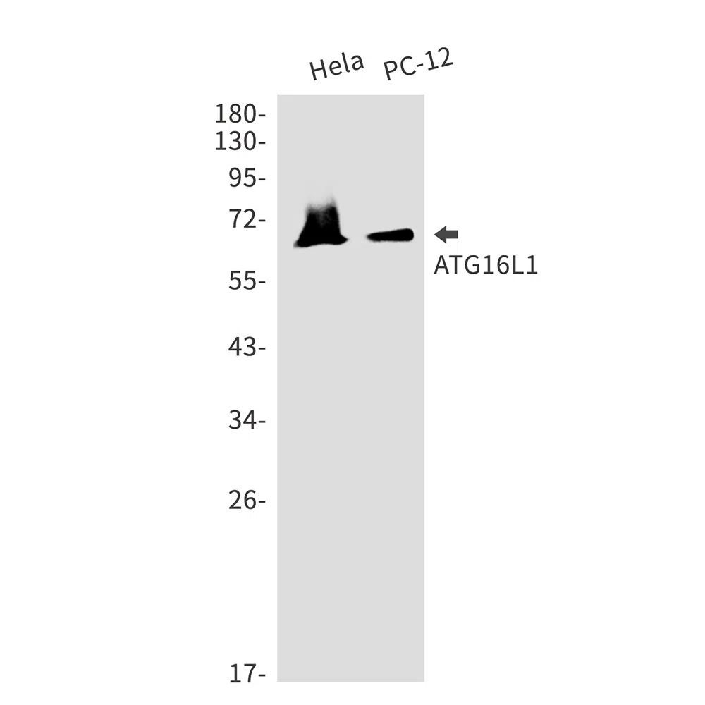 ATG16L1 Rabbit Monoclonal Antibody - Size: 100µl