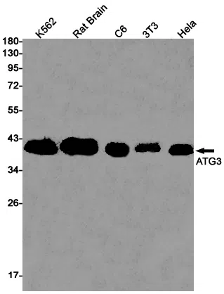 ATG3 Rabbit Monoclonal Antibody - Size: 50µl