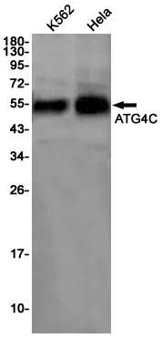 ATG4C Rabbit Monoclonal Antibody - Size: 100µl
