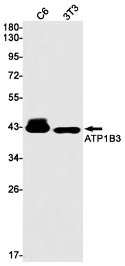 ATP1B3 Rabbit Monoclonal Antibody - Size: 50µl