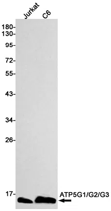 ATP5G Rabbit Monoclonal Antibody - Size: 100µl