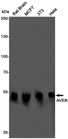 AVEN Rabbit Monoclonal Antibody - Size: 50µl