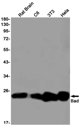 Bad Rabbit Monoclonal Antibody - Size: 100µl