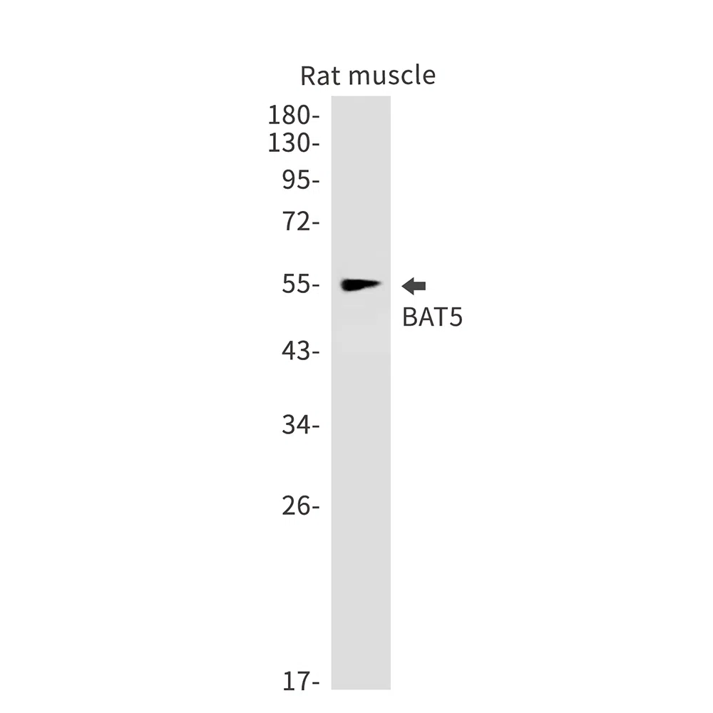 BAT5 Rabbit Monoclonal Antibody - Size: 100µl