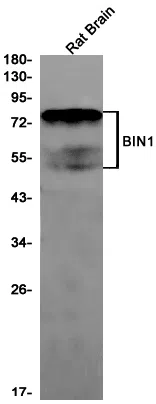 BIN1 Rabbit Monoclonal Antibody - Size: 100µl