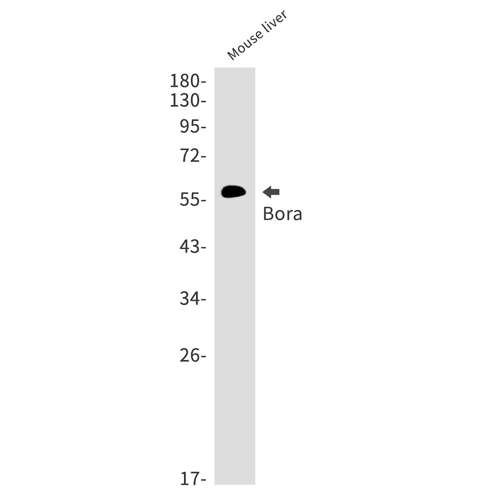 Bora Rabbit Monoclonal Antibody - Size: 100µl