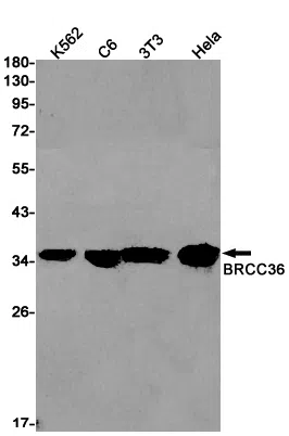 BRCC36 Rabbit Monoclonal Antibody - Size: 100µl