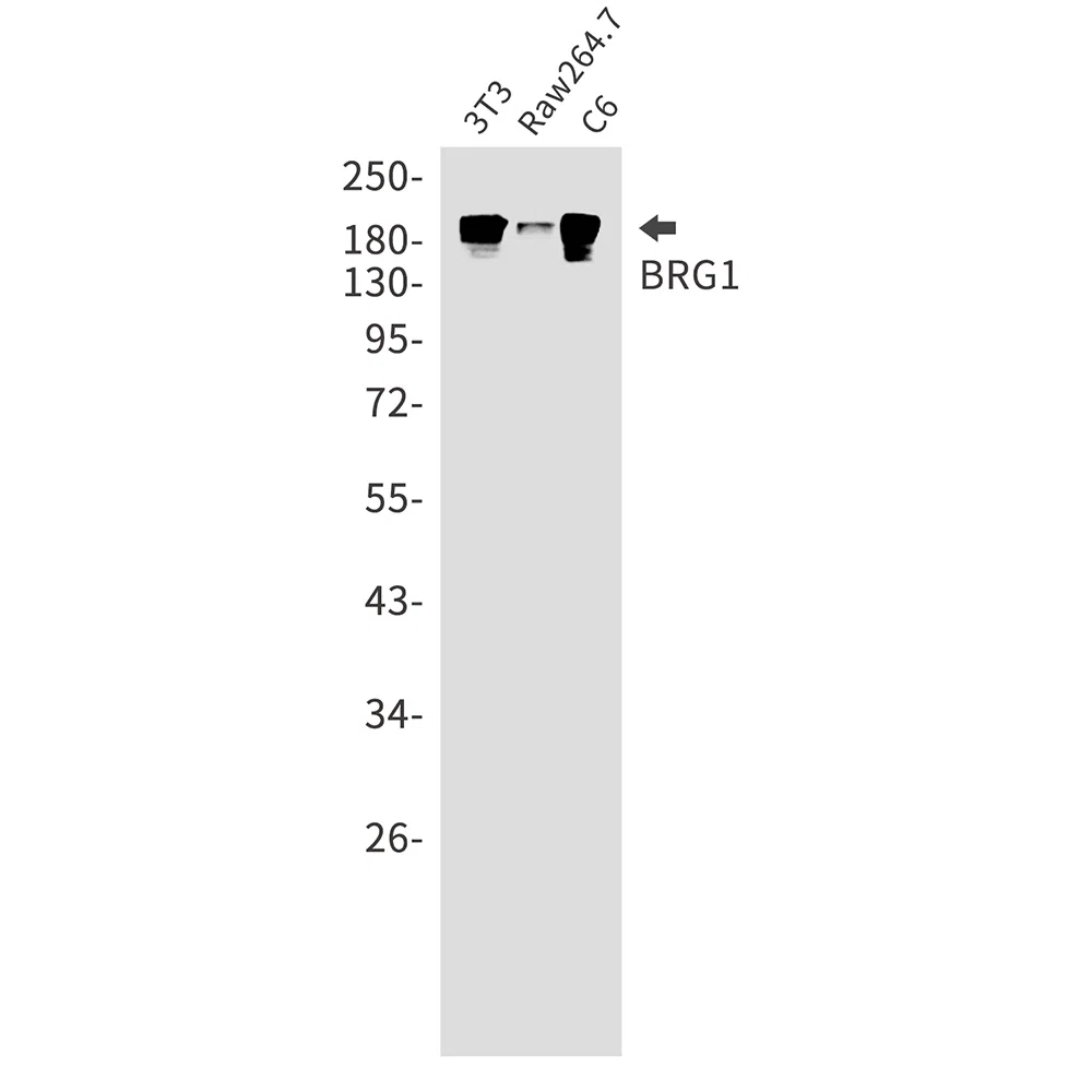 BRG1 Rabbit Monoclonal Antibody - Size: 100µl