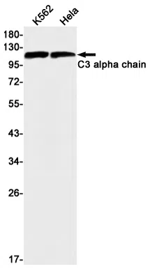 C3 Rabbit Monoclonal Antibody - Size: 50µl