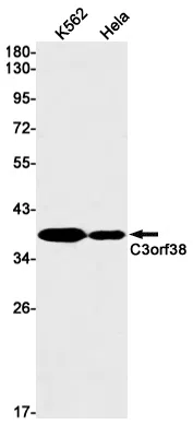 C3orf38 Rabbit Monoclonal Antibody - Size: 100µl