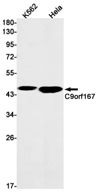 C9orf167 Rabbit Monoclonal Antibody - Size: 100µl