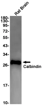 Calbindin Rabbit Monoclonal Antibody - Size: 100µl