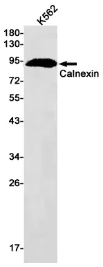 Calnexin Rabbit Monoclonal Antibody - Size: 100µl