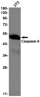 Caspase 9 Rabbit Monoclonal Antibody - Size: 100µl