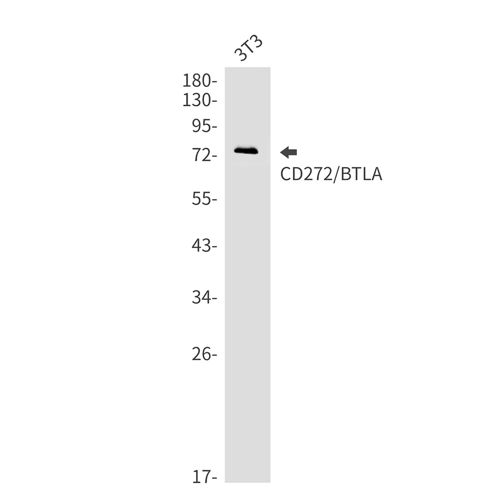 CD272 Rabbit Monoclonal Antibody - Size: 100µl