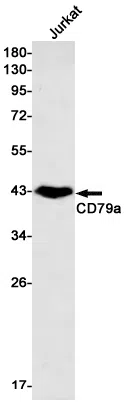 CD79a Rabbit Monoclonal Antibody