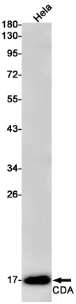 CDA Rabbit Monoclonal Antibody - Size: 50µl