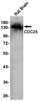 CDC25 Rabbit Monoclonal Antibody - Size: 50µl