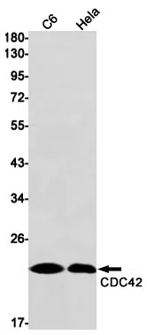 CDC42 Rabbit Monoclonal Antibody - Size: 100µl