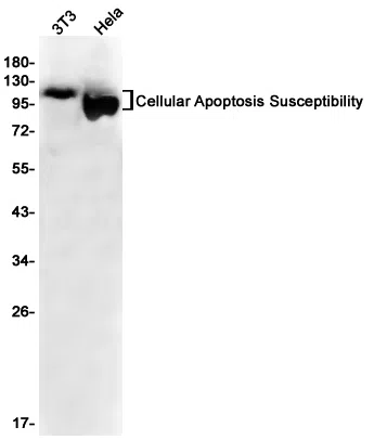 Cellular Apoptosis Susceptibility Rabbit Monoclonal Antibody - Size: 100