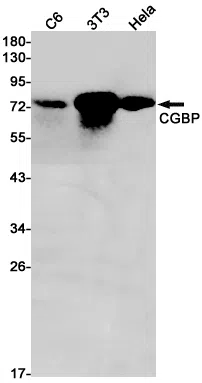 CGBP Rabbit Monoclonal Antibody - Size: 100µl