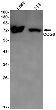 COG6 Rabbit Monoclonal Antibody