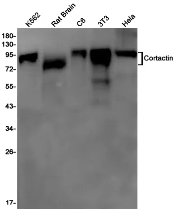 Cortactin Rabbit Monoclonal Antibody - Size: 50µl