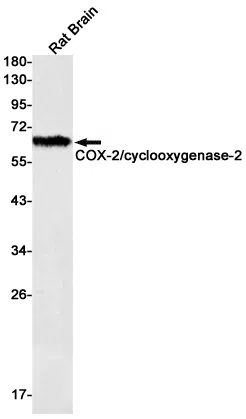 Cyclooxygenase 2 Rabbit Monoclonal Antibody - Size: 100µl