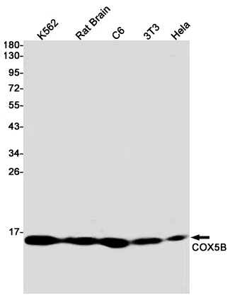 COX5B Rabbit Monoclonal Antibody