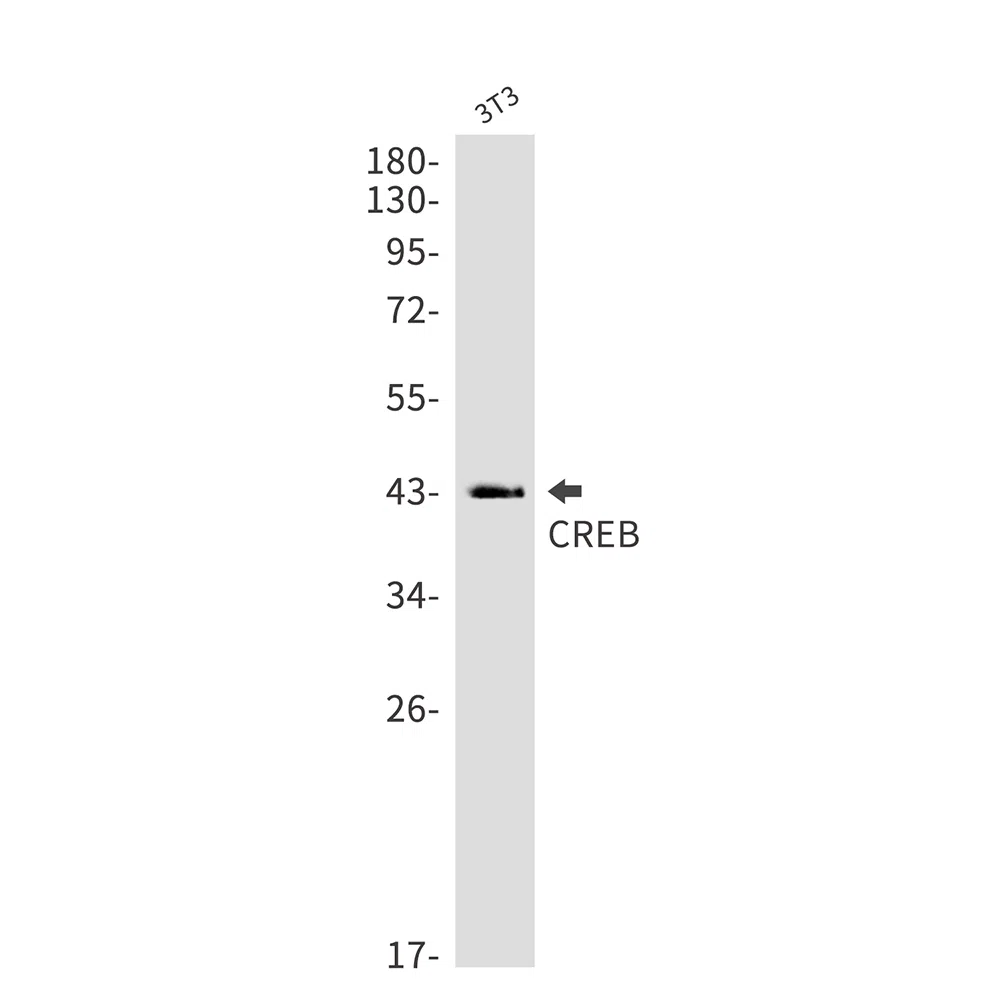 WesternBlot(WB) - CREB Rabbit Monoclonal Antibody AMRe85455
