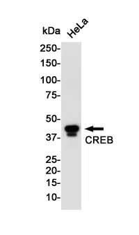 WesternBlot(WB) - CREB Rabbit Monoclonal Antibody AMRe85455
