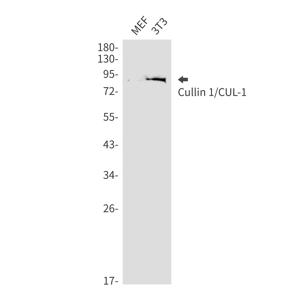 Cullin 1 Rabbit Monoclonal Antibody - Size: 100µl