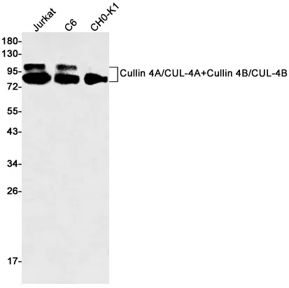 Cullin 4A/4B Rabbit Monoclonal Antibody - Size: 50µl