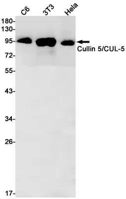 Cullin 5 Rabbit Monoclonal Antibody - Size: 50µl