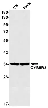 CYB5R3 Rabbit Monoclonal Antibody - Size: 100µl