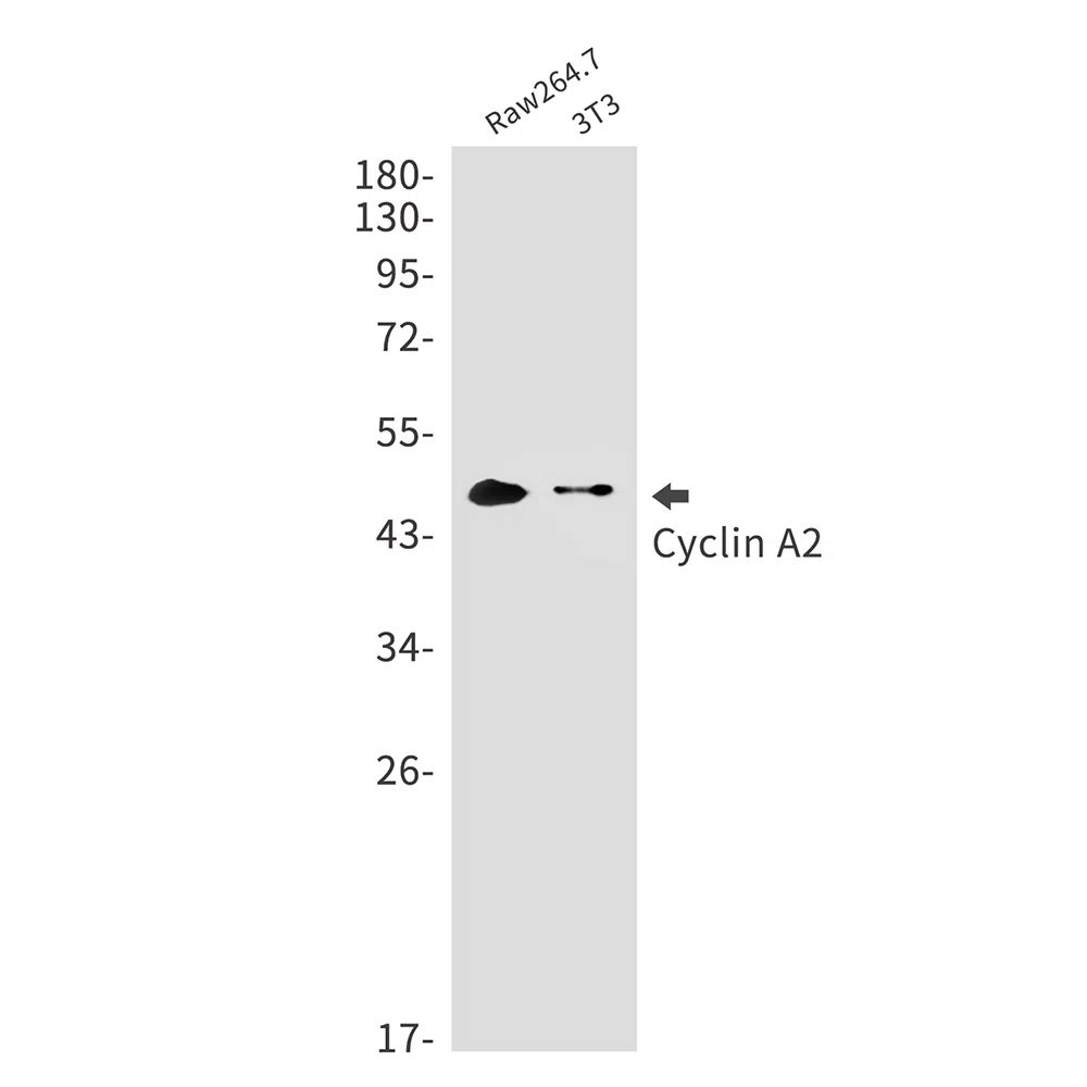 Cyclin A2 Rabbit Monoclonal Antibody - Size: 100µl