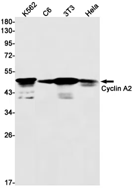Cyclin A2 Rabbit Monoclonal Antibody - Size: 50µl
