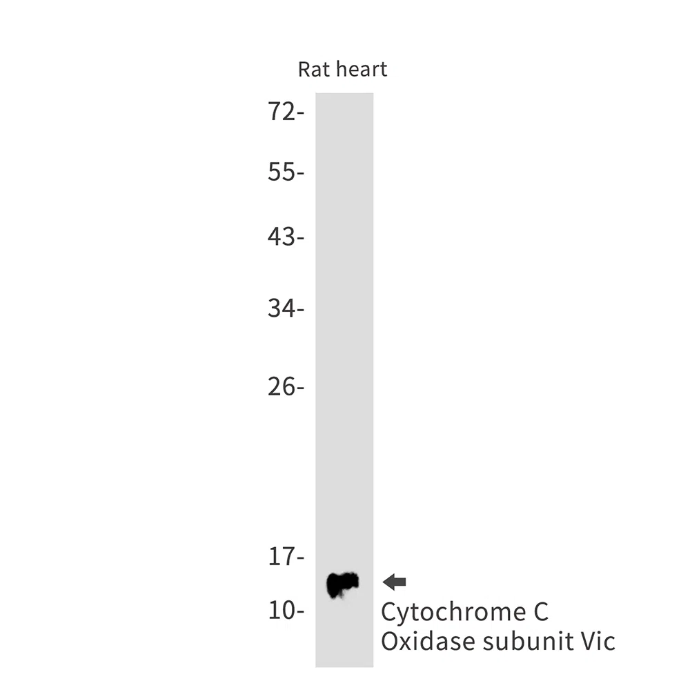 Cytochrome C Oxidase subunit Vic Rabbit Monoclonal Antibody - Size: 100µ