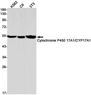 Cytochrome P450 17A1 Rabbit Monoclonal Antibody - Size: 100µl