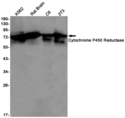 Cytochrome P450 Reductase Rabbit Monoclonal Antibody - Size: 50µl