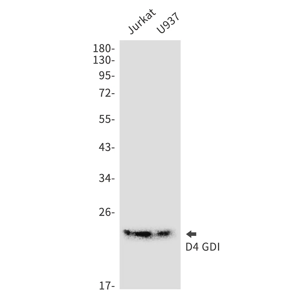 D4 GDI Rabbit Monoclonal Antibody - Size: 100µl