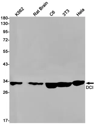 DCI Rabbit Monoclonal Antibody - Size: 100µl