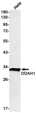 DDAH1 Rabbit Monoclonal Antibody - Size: 50µl