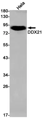 DDX21 Rabbit Monoclonal Antibody - Size: 100µl