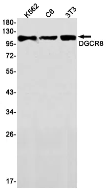DGCR8 Rabbit Monoclonal Antibody - Size: 100µl
